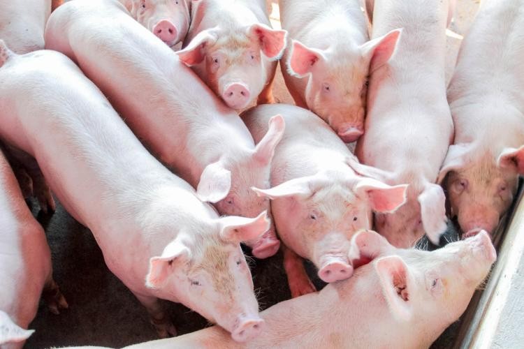 Suinocultura no Estado registra 15,3% de aumento de abates no último trimestre