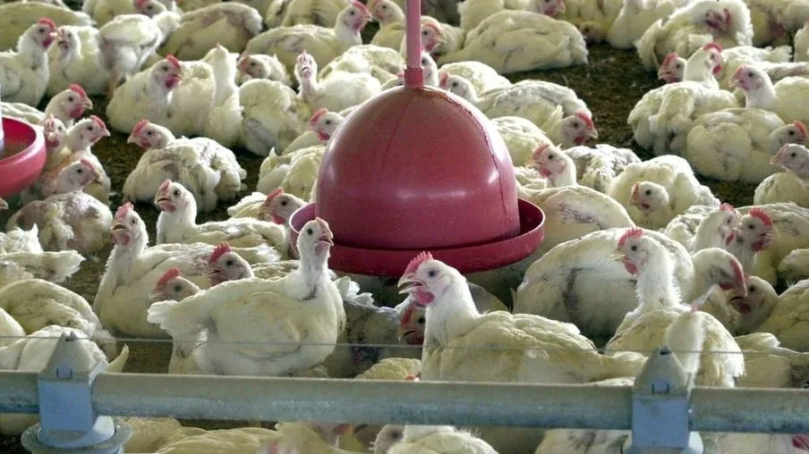 Frango: Preços divergem entre regiões; embarque é recorde para fevereiro