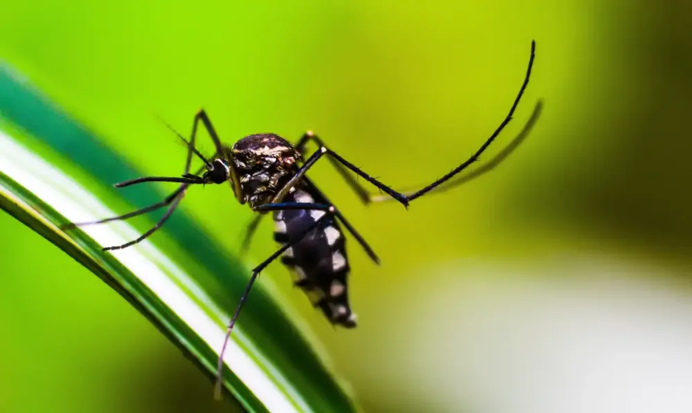 Dengue: Brasil tem mais de mil mortes confirmadas ou em investigação