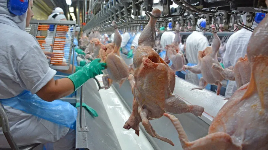 SIF moderniza inspeção de frangos com monitoramento microbiológico