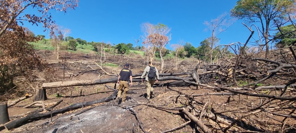 Paraguai começa reflorestar áreas devastadas pelo plantio de maconha