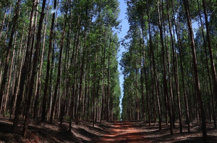 Protagonismo da indústria agroflorestal de MS repercurte e é destaque nacional