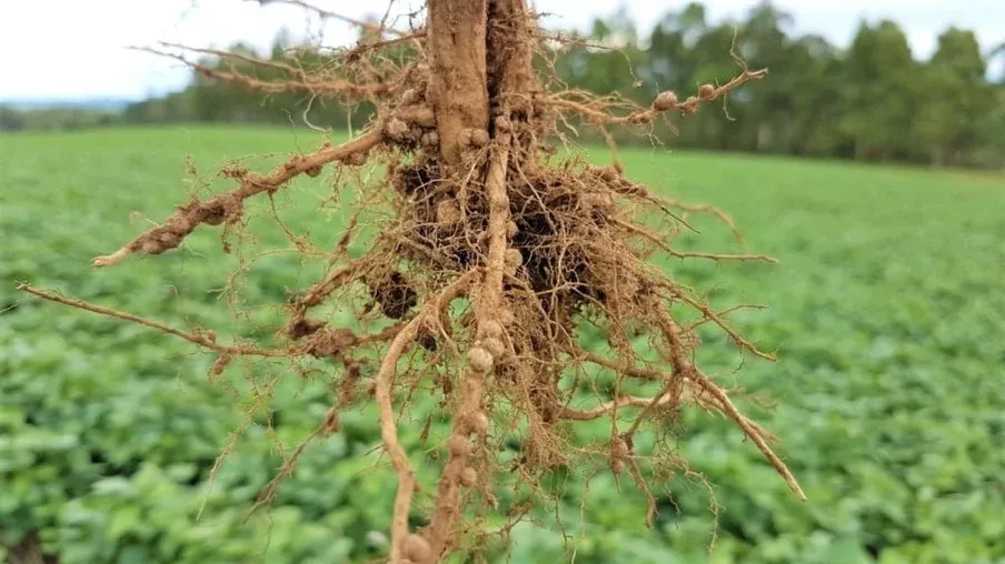 Soja protagonista: Setor de inoculantes fatura R$ 441 milhões em 2023