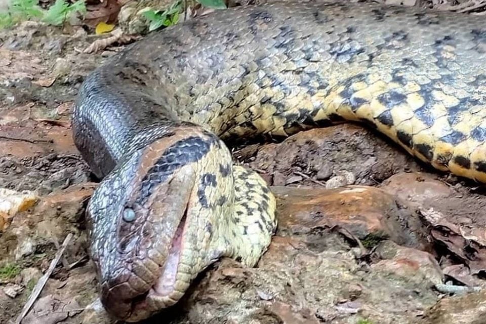 Sucuri Ana Júlia é encontrada morta às margens do Rio Formoso em Bonito