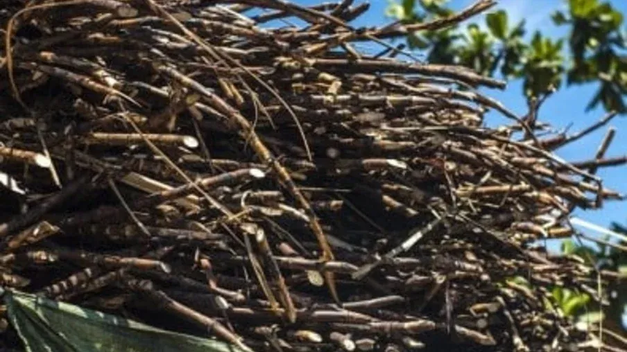 Cana-de-açúcar: Chuvas abaixo do esperado devem afetar moagem no Centro-Sul