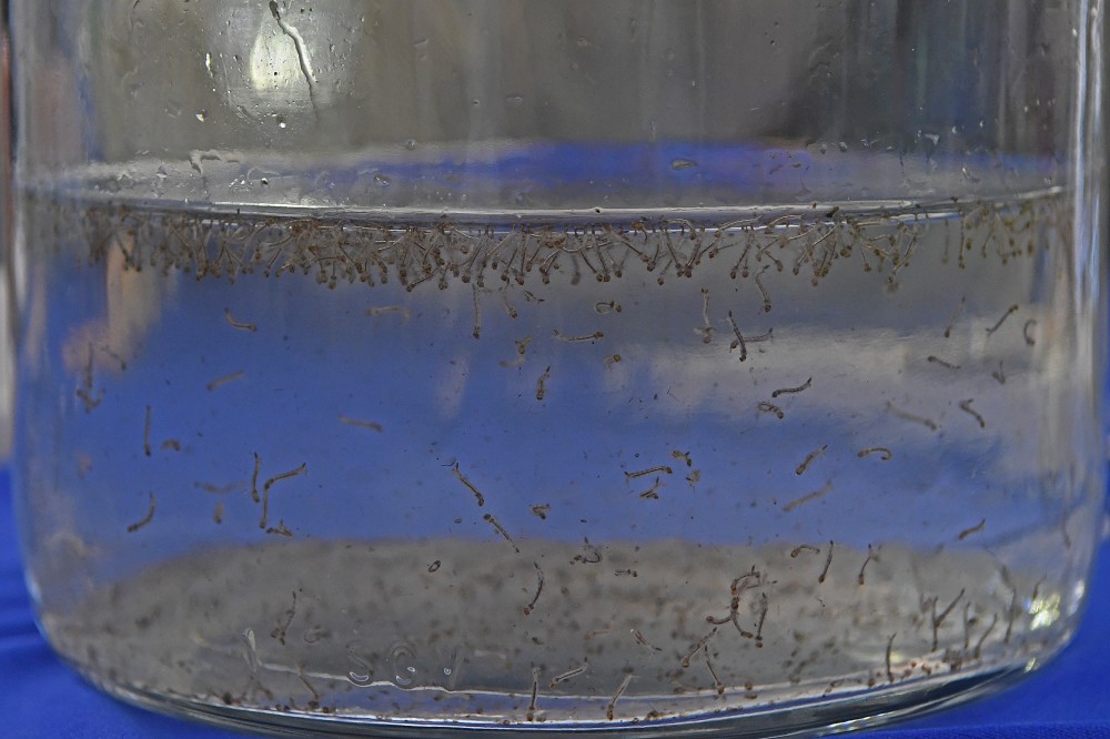 Dia D de conscientização contra o mosquito da dengue nas escolas estaduais