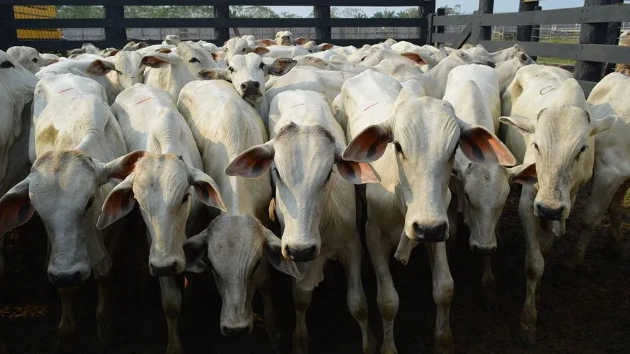 Boi: Indicador acumula queda de 10% no ano, e pecuarista limita oferta
