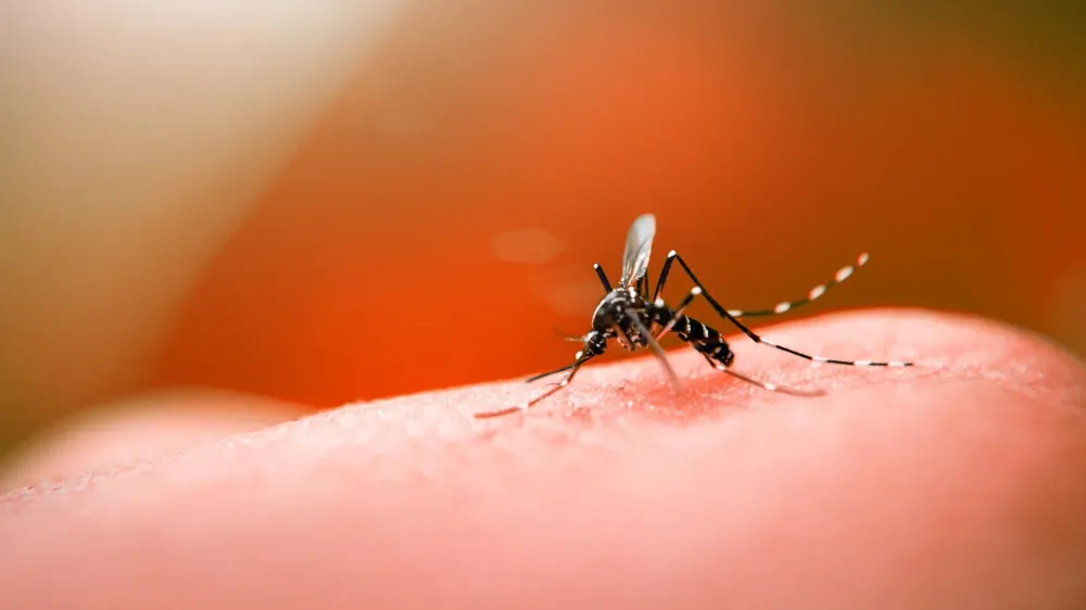 Ponta Porã lidera ranking de muncípios com mais casos prováveis de dengue em MS