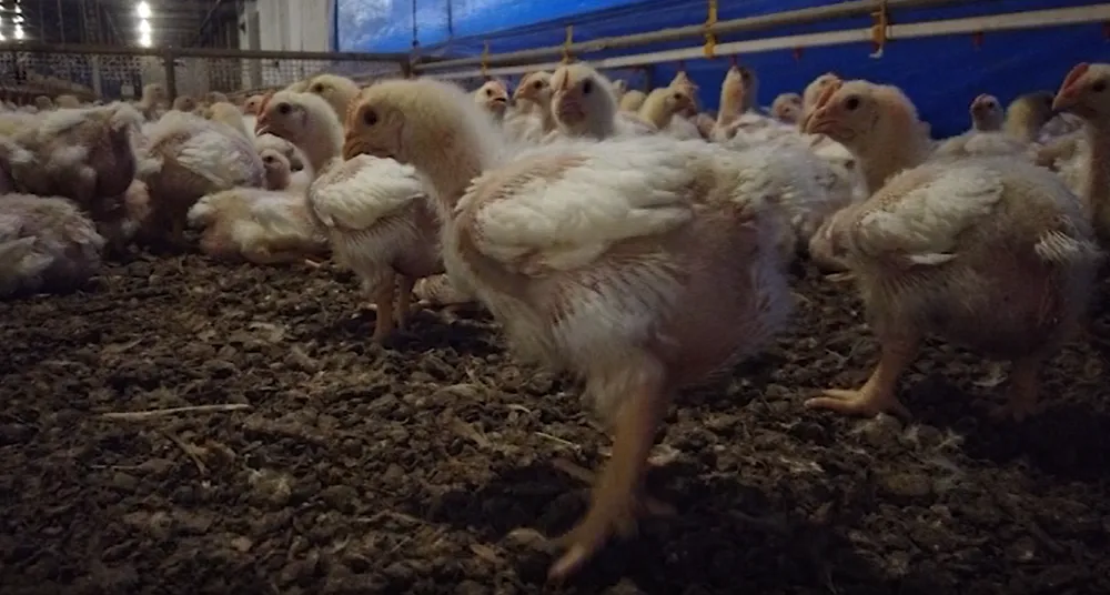 Frango: Poder de compra cresce frente ao milho, mas cai em relação ao farelo