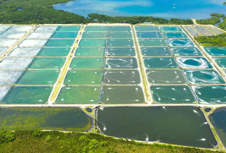 Expansão: Brasil conquista dois novos mercados para pescados na Índia