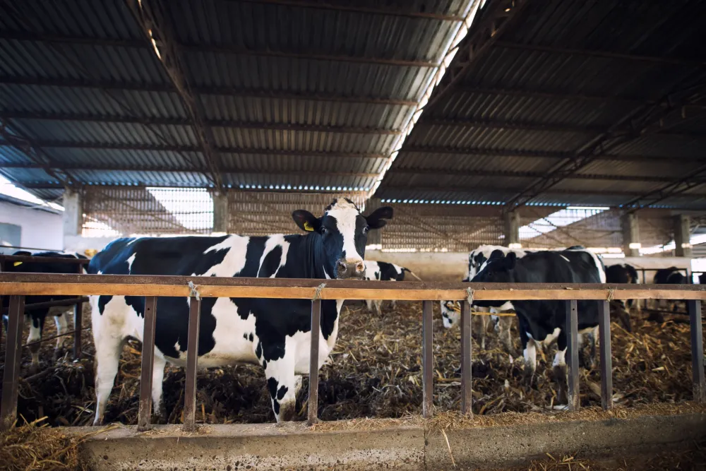 Projeto cria regras para rótulo de produtos de origem animal