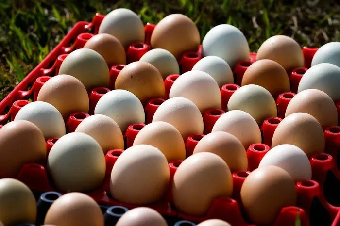Ovos tipo extra são negociados a preços menores neste fim de abril