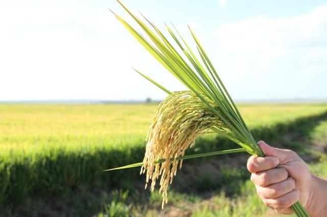 Brasil não terá desabastecimento de arroz, diz presidente de entidade do setor