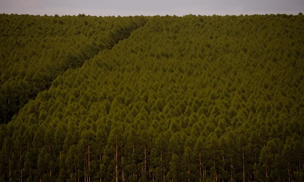 Câmara quer dispensar licença ambiental de plantações de eucalipto