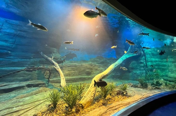 Dia Internacional da Biodiversidade será celebrado com evento no Bioparque Pantanal