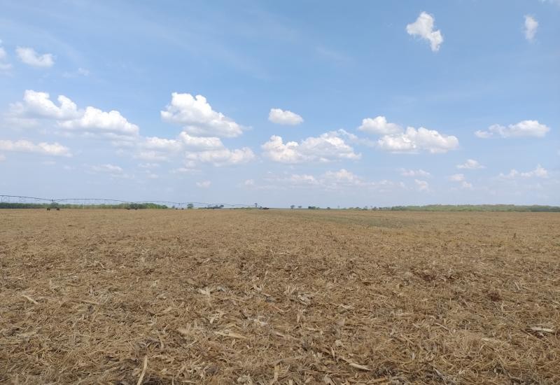 Vazio sanitário inicia no dia 15 de junho em Mato Grosso do Sul