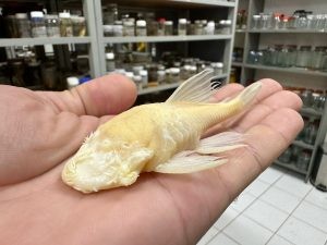 Cascudo ameaçado de extinção é avistado em caverna de Bonito