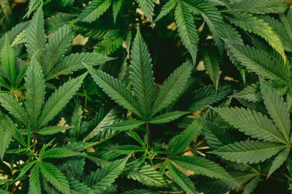 Quantidade de maconha vai diferenciar uso pessoal e tráfico