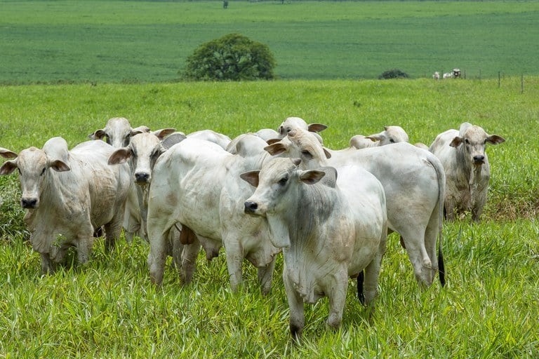 Nigéria abre mercado para bovinos e bubalinos vivos do Brasil