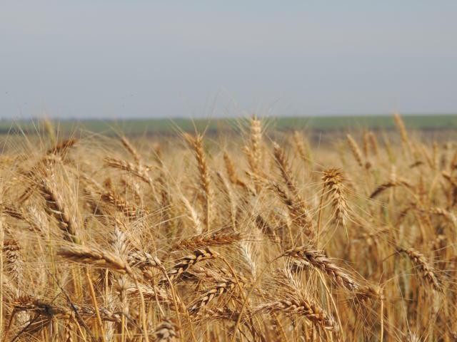 Trigo: desvalorizações externas fazem preço variar no Brasil