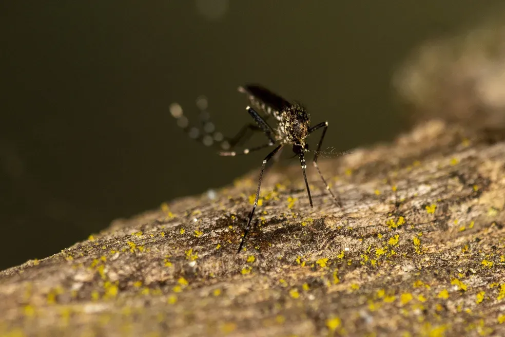 Ponta Porã ultrapassa 1,8 mil casos confirmados de Dengue, aponta SES