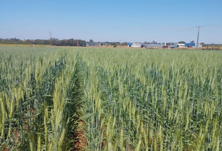 Dia de campo vai mostrar novas perspectivas para o cultivo de trigo em MS
