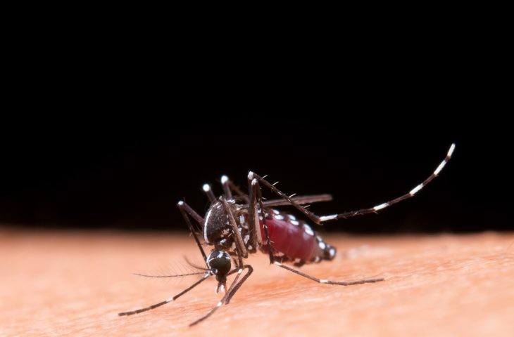Mato Grosso do Sul registra 15.351 casos confirmados de dengue