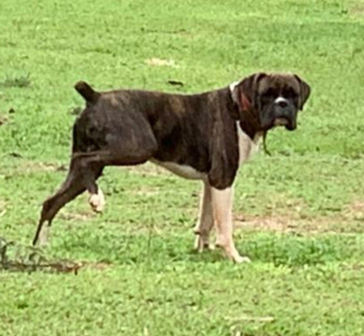 Pecuarista oferece R$ 10 mil de recompensa por cão da raça Boxer desaparecido