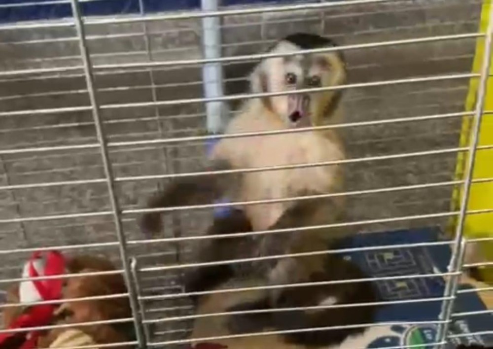 Mulher compra macaco que estava sendo espancado em Ponta Porã