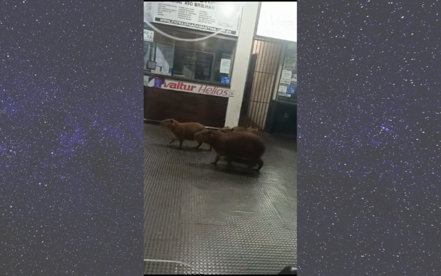 Assista: Capivaras são flagradas ‘passeando’ pelo terminal rodoviário de Dourados