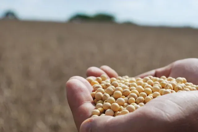 Importações da soja pela China somam 12,14 milhões de toneladas agosto