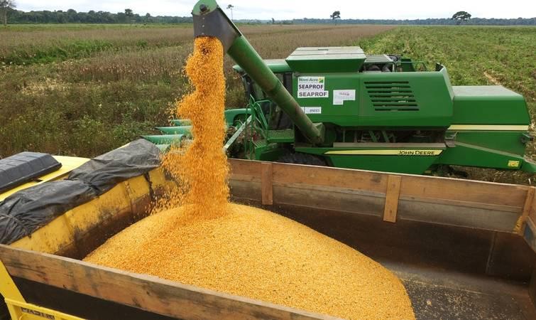 Colheita de milho 2ª safra alcança 99,7% da área no Brasil