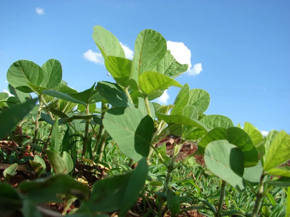 Falta 1 mês para a Abertura Nacional do Plantio da Soja 24/25