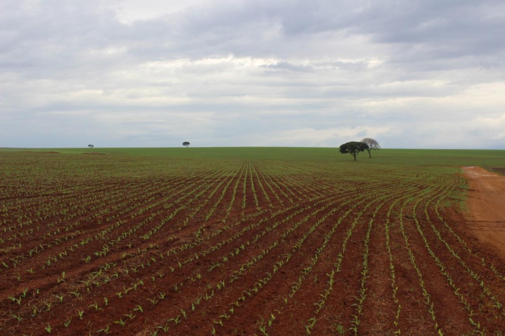 Plantio da soja não começou, mas colheita de milho, trigo e algodão avançam