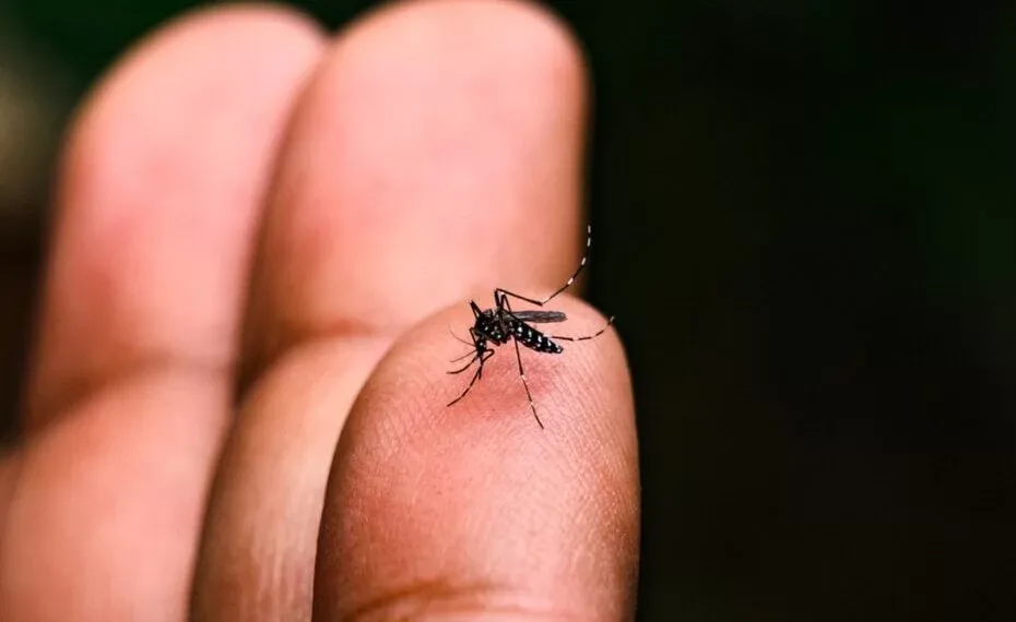Mato Grosso do Sul tem 15.852 casos confirmados de Dengue e 18 óbitos em investigação