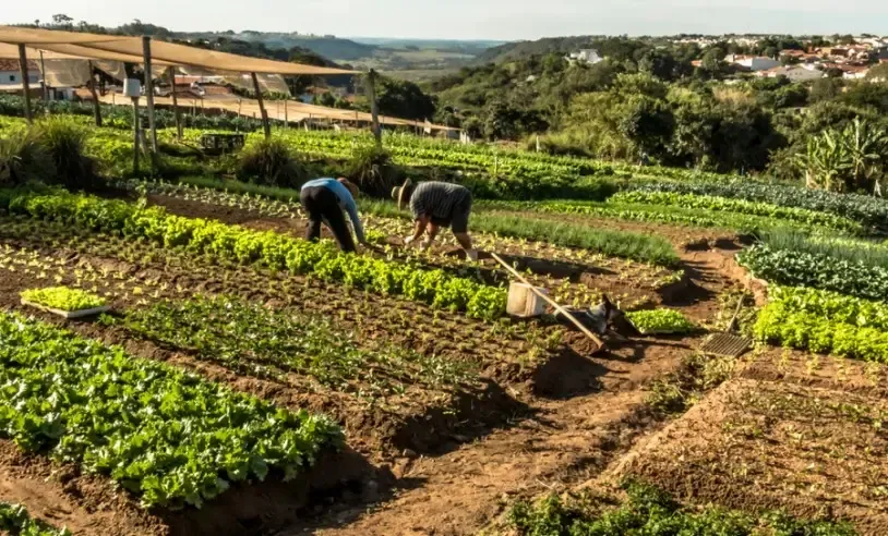 Com foco na gestão e na sustentabilidade, Sebrae oferece atendimento aos produtores rurais de MS