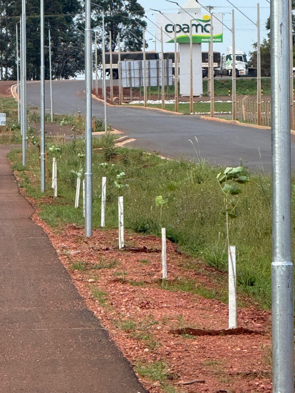 Contorno Viário Sul recebe o plantio de 400 mudas de árvores