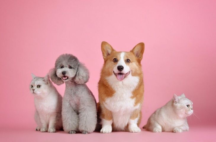 Outubro Rosa Pet: campanha estadual conscientiza sobre câncer em animais domésticos