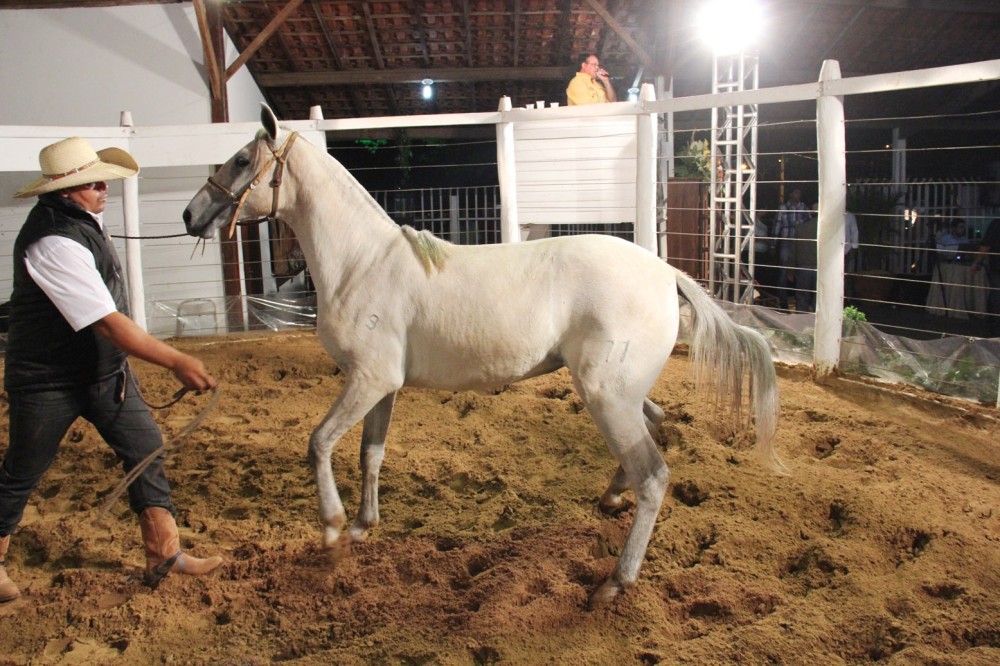 Feapan terá 1º Shopping do Cavalo Pantaneiro