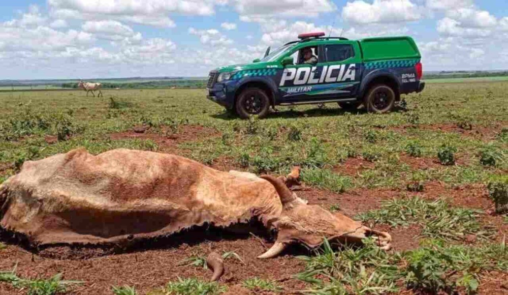 Pecuarista é multado em mais de R$ 15 mil por deixar gado morrer de fome