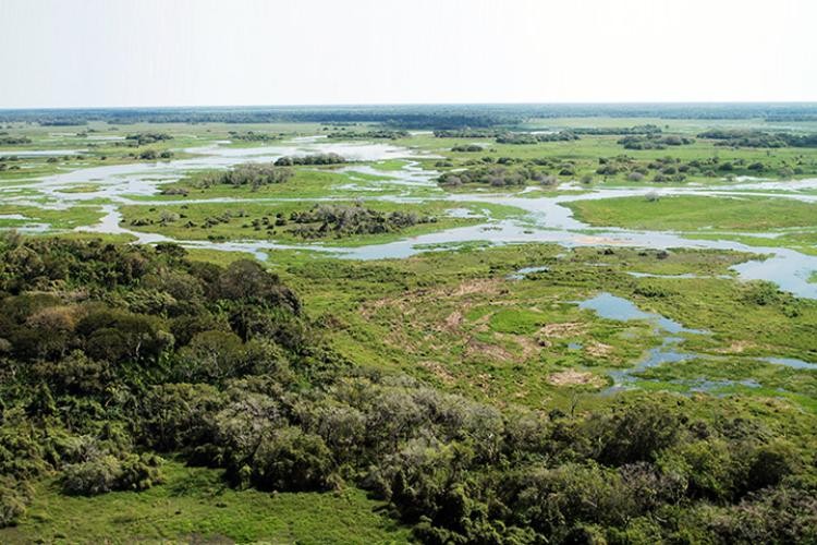 Com faturamento de R$ 1,83 bilhão ao ano, pecuária é a que mais emprega no Pantanal
