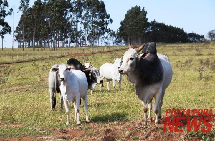Pecuaristas devem atualizar cadastro de rebanhos até o dia 30 de novembro