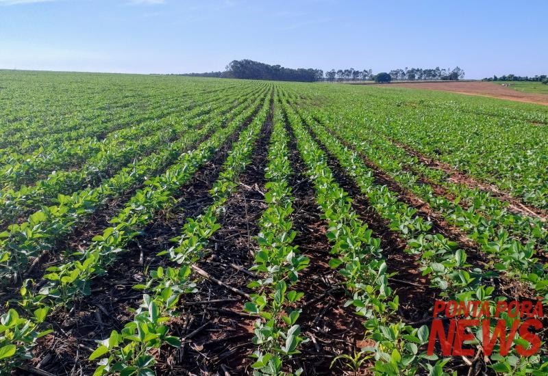 Área plantada de soja alcança 95% em Mato Grosso do Sul