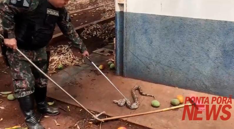 Policiais ambientais capturam e devolvem jibóia ao habitat natural em Dourados