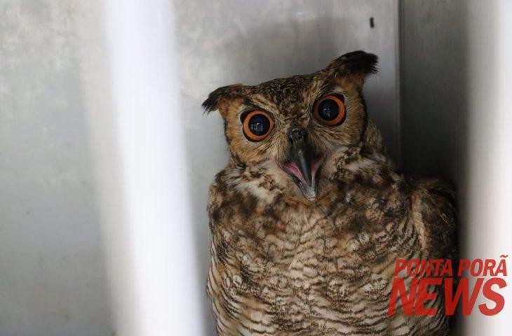 Imasul transfere filhotes de tuiuiú e corujas para zoológico em São Paulo