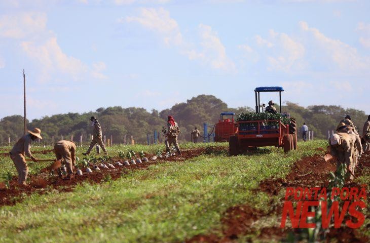 Governo concede benefício fiscal para incentivar a expansão da citricultura no Estado