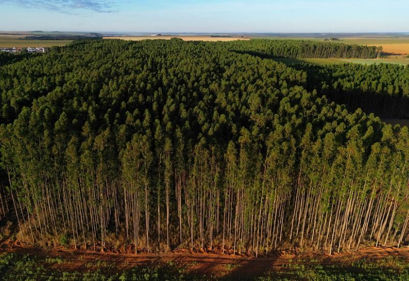 Área dedicada ao cultivo do eucalipto avança em MS, enquanto do milho apresenta queda
