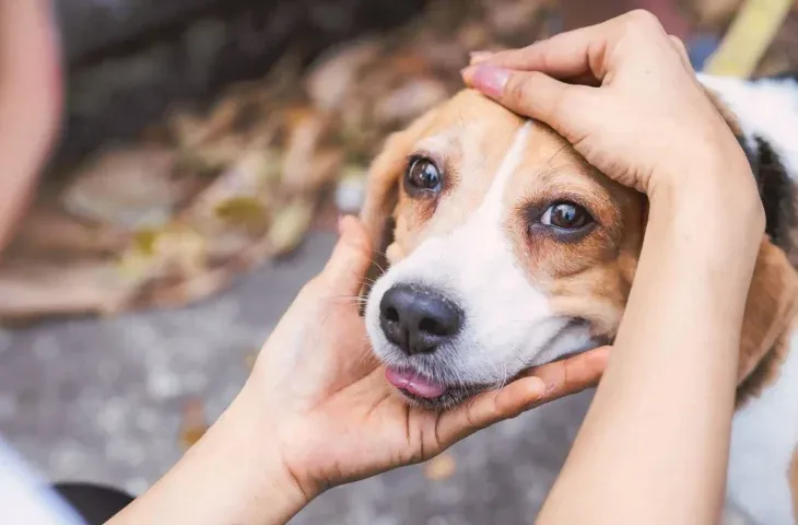 Campanha combate o abandono de animais e conscientiza sobre adoção responsável