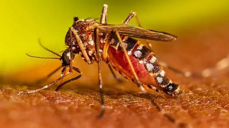Ponta Porã lidera ranking de casos confirmados de Dengue em MS; óbitos somam 5