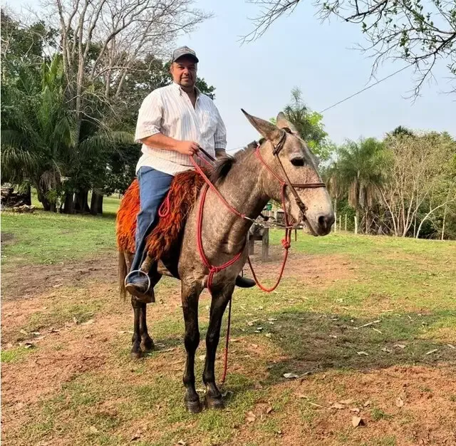 Fazendeiro morre em Camapuã após ataque de abelhas; 2º caso em 5 dias
